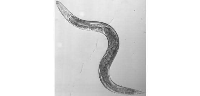 Fadenwurm C. elegans. Fadenwurm C. elegans.