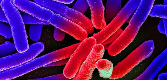 Elektronenmikroskopische Aufnahme von kultivierten Escherichia coli auf einem Objektträger, nachträglich koloriert. Elektronenmikroskopische Aufnahme von kultivierten Escherichia coli auf einem Objektträger, nachträglich koloriert.