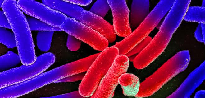 Elektronenmikroskopische Aufnahme von kultivierten Escherichia coli auf einem Objektträger, nachträglich koloriert. Elektronenmikroskopische Aufnahme von kultivierten Escherichia coli auf einem Objektträger, nachträglich koloriert.
