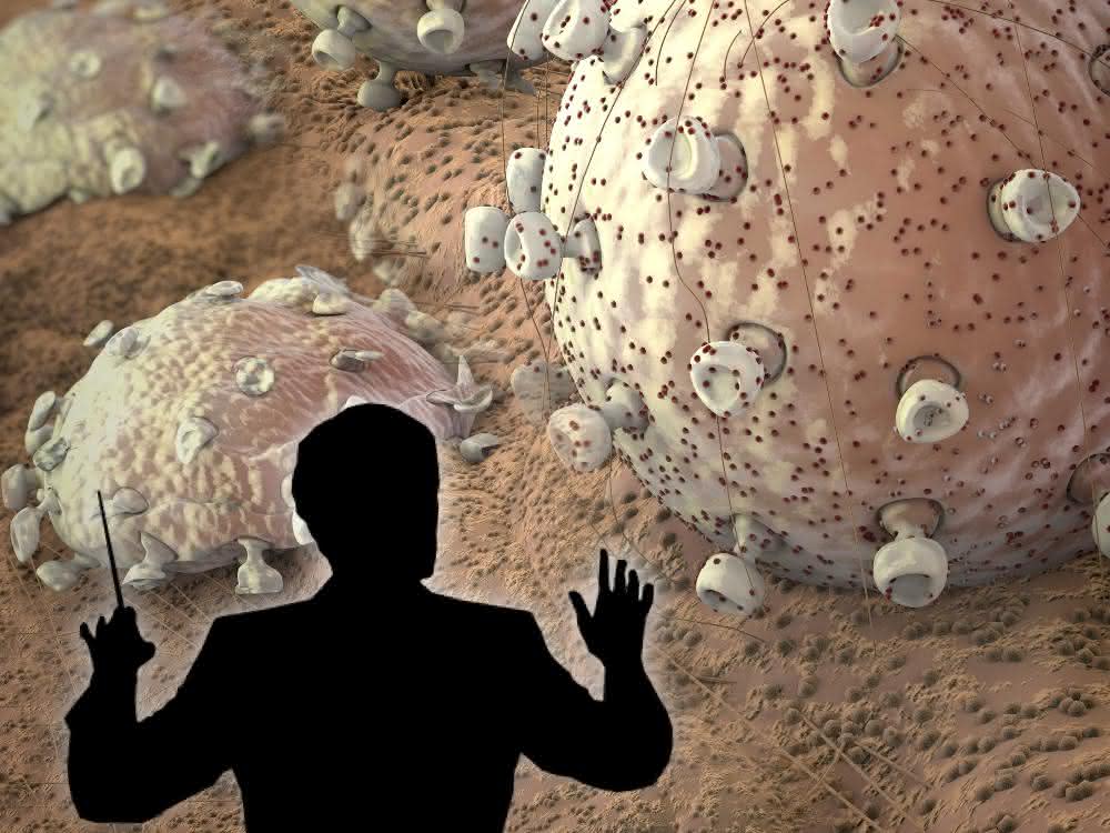 T-Zellen werden durch das Molekül Tetrahydrobiopterin (BH4) aktiviert, das zur Herstellung von Botenstoffen benötigt wird.
