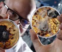 Doktorand Maximilian Dörfer vom Institut für Pharmazie der Friedrich-Schiller-Universität Jena betrachtet Petrischalen mit Pilzulturen des honiggelben Hallimasch (Armillaria mellea). Doktorand Maximilian Dörfer vom Institut für Pharmazie der Friedrich-Schiller-Universität Jena betrachtet Petrischalen mit Pilzulturen des honiggelben Hallimasch (Armillaria mellea).