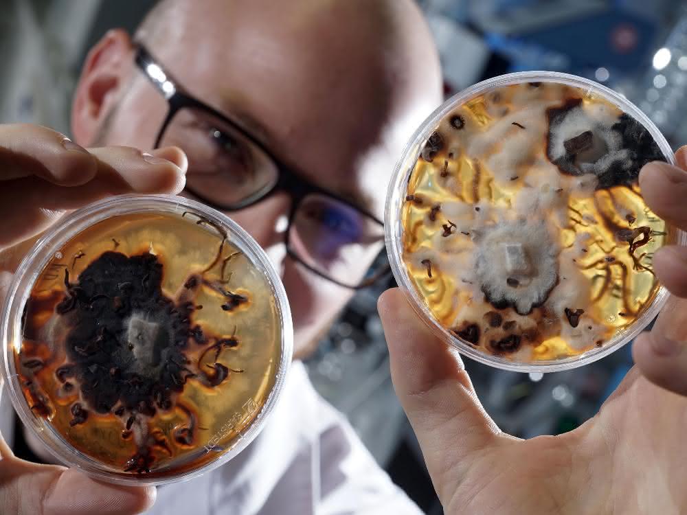 Doktorand Maximilian Dörfer vom Institut für Pharmazie der Friedrich-Schiller-Universität Jena betrachtet Petrischalen mit Pilzulturen des honiggelben Hallimasch (Armillaria mellea).