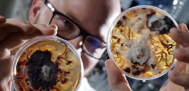 Doktorand Maximilian Dörfer vom Institut für Pharmazie der Friedrich-Schiller-Universität Jena betrachtet Petrischalen mit Pilzulturen des honiggelben Hallimasch (Armillaria mellea).