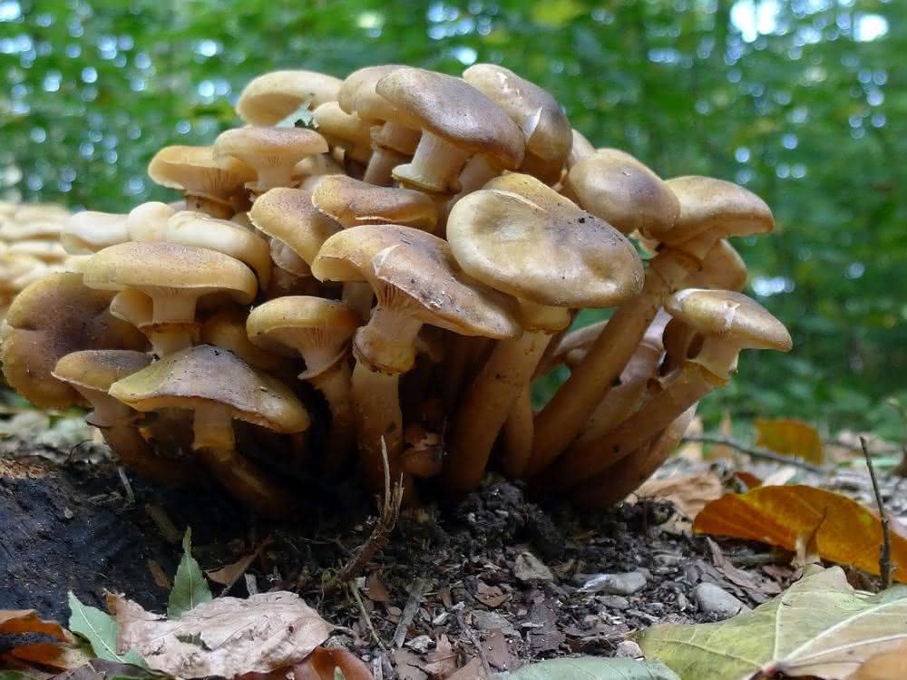 Ein Exemplar des honiggelben Hallimaschs in der freien Natur (Armillaria mellea).