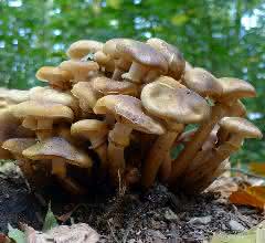 Ein Exemplar des honiggelben Hallimaschs in der freien Natur (Armillaria mellea).