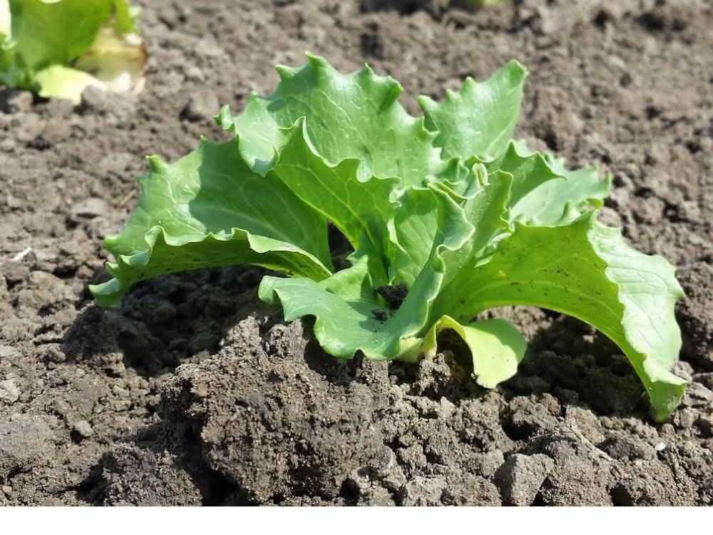 Über Gülle können antibiotikaresistente Bakterien auf die Äcker gelangen. Über Gülle können antibiotikaresistente Bakterien auf die Äcker gelangen.