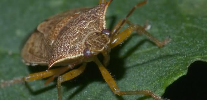 Die nordamerikanische Baumwanze Podisus maculiventris.