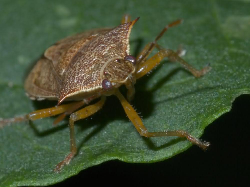 Die nordamerikanische Baumwanze Podisus maculiventris.