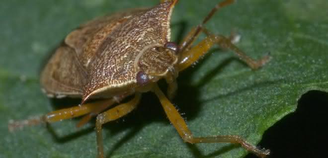 Die nordamerikanische Baumwanze Podisus maculiventris.