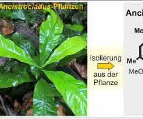 Von der Pflanze zum Wirkstoff Von der Pflanze zum Wirkstoff