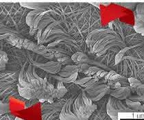 Nanofasern mit unterschiedlicher Drehrichtung. Nanofasern mit unterschiedlicher Drehrichtung.