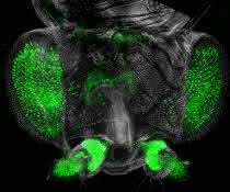 Großaufnahme des Drosophila-Kopfes aus dem Ultramikroskop.