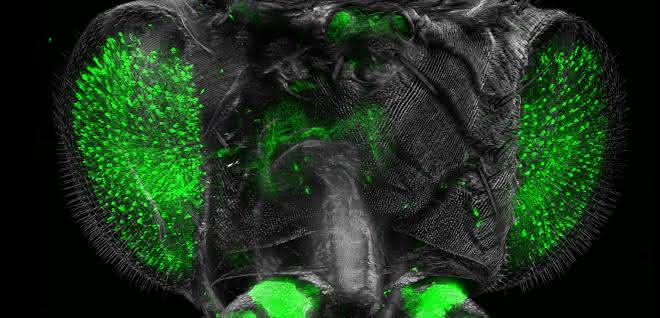Großaufnahme des Drosophila-Kopfes aus dem Ultramikroskop.