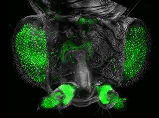 Großaufnahme des Drosophila-Kopfes aus dem Ultramikroskop.