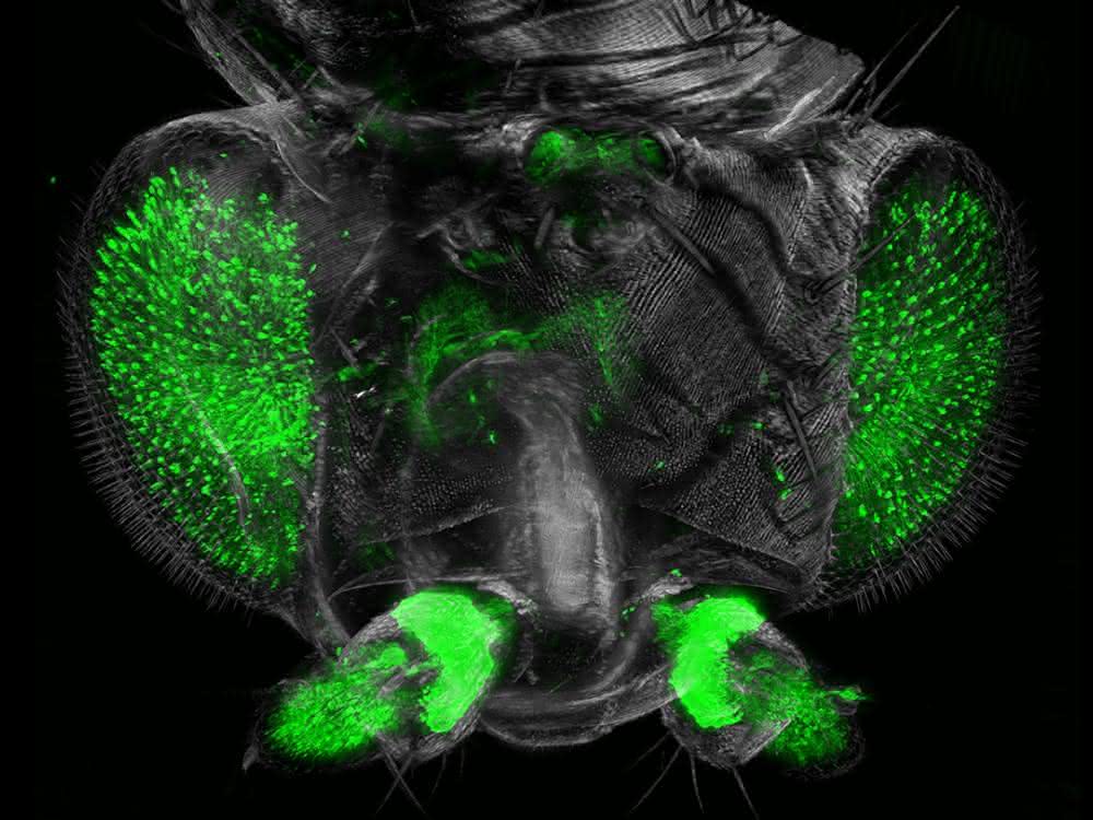 Großaufnahme des Drosophila-Kopfes aus dem Ultramikroskop.