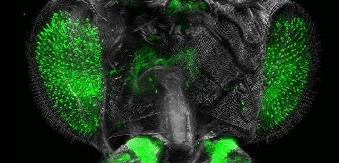 Großaufnahme des Drosophila-Kopfes aus dem Ultramikroskop.