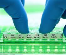 Acht PCR-Tubes mit perforiertem Etikettenstreifen