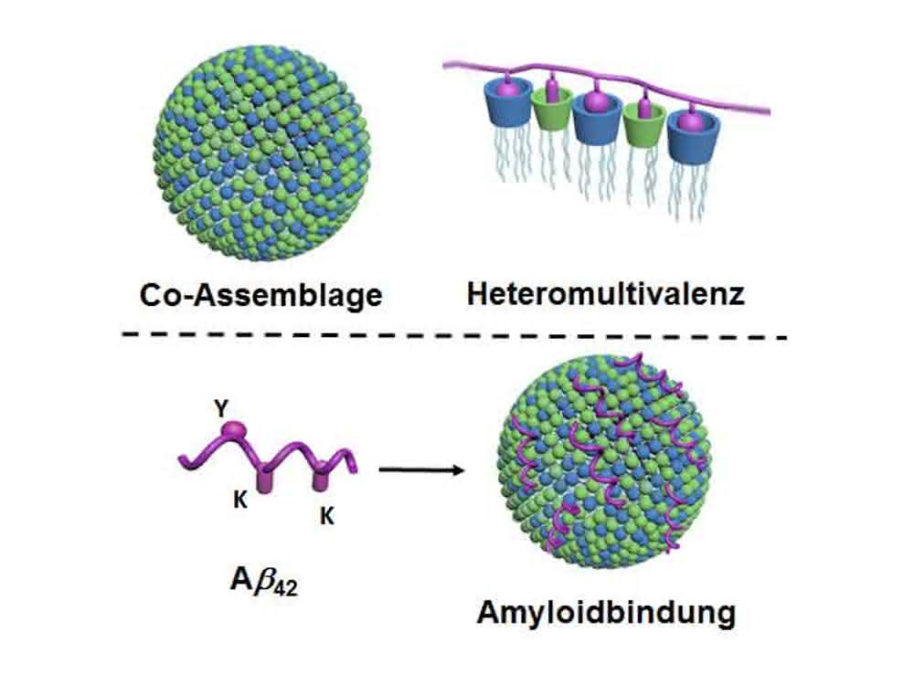 Selbstorganisierende Kontaktpunkte: Proteine selektiv an Nanopartikel binden Oben: Zwei lipidartige Komponenten bilden in Wasser durch Selbstorganisation („Co-Assemblage“) Nanopartikel mit sehr vielen unterschiedlichen Kontaktpunkten (blau und grün dargestellt; links). Dadurch, dass viele unterschiedliche Kontaktpunkte zeitgleich mit dem Protein (violett dargestellt) wechselwirken, entsteht eine besonders hohe Selektivität („Heteromultivalenz“; rechts). Unten: Die Nanopartikel binden über ihre Kontaktpunkte (grün und blau) die Amyloide, hier konkret Amyloid-beta 42 (violett), und verhindern dadurch deren Aggregation. Die Bindung erfolgt über die entsprechenden Kontaktstellen des Amyloids („Y“ und „K“; links).
