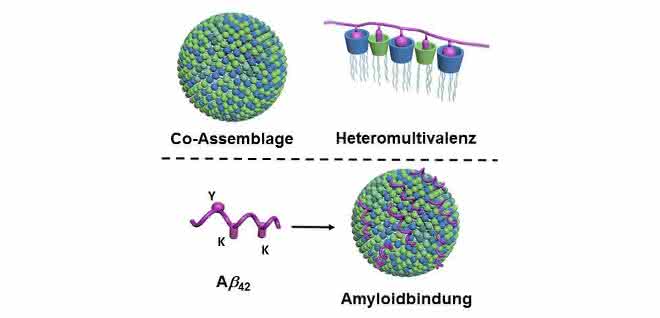 Oben: Zwei lipidartige Komponenten bilden in Wasser durch Selbstorganisation („Co-Assemblage“) Nanopartikel mit sehr vielen unterschiedlichen Kontaktpunkten (blau und grün dargestellt; links). Dadurch, dass viele unterschiedliche Kontaktpunkte zeitgleich mit dem Protein (violett dargestellt) wechselwirken, entsteht eine besonders hohe Selektivität („Heteromultivalenz“; rechts). Unten: Die Nanopartikel binden über ihre Kontaktpunkte (grün und blau) die Amyloide, hier konkret Amyloid-beta 42 (violett), und verhindern dadurch deren Aggregation. Die Bindung erfolgt über die entsprechenden Kontaktstellen des Amyloids („Y“ und „K“; links).