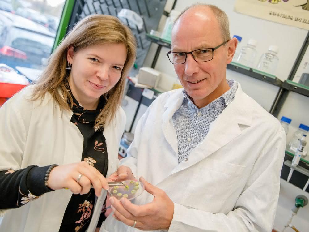 Jessica Borgmann und Professor Franz Narberhaus züchteten das Bodenbakterium im Labor – in Pflanzentumoren auf Kartoffelscheiben. Jessica Borgmann und Professor Franz Narberhaus züchteten das Bodenbakterium im Labor – in Pflanzentumoren auf Kartoffelscheiben.