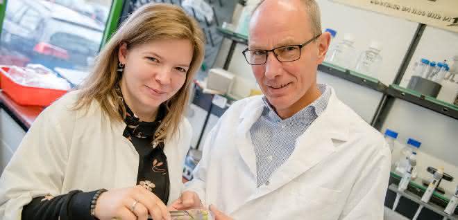 Jessica Borgmann und Professor Franz Narberhaus züchteten das Bodenbakterium im Labor – in Pflanzentumoren auf Kartoffelscheiben. Jessica Borgmann und Professor Franz Narberhaus züchteten das Bodenbakterium im Labor – in Pflanzentumoren auf Kartoffelscheiben.