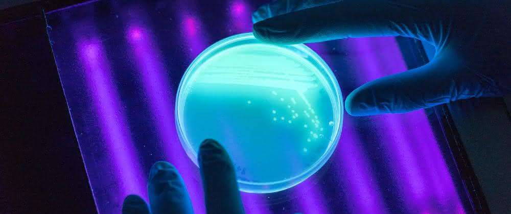 Das Magen-Mikrobiom kann die Darm-Bakterien beeinflussen. Das Magen-Mikrobiom kann die Darm-Bakterien beeinflussen.