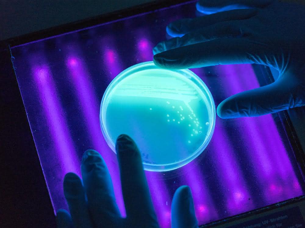 Das Magen-Mikrobiom kann die Darm-Bakterien beeinflussen.