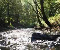 Der Erlenbach im Einzugsgebiet der Nidda.