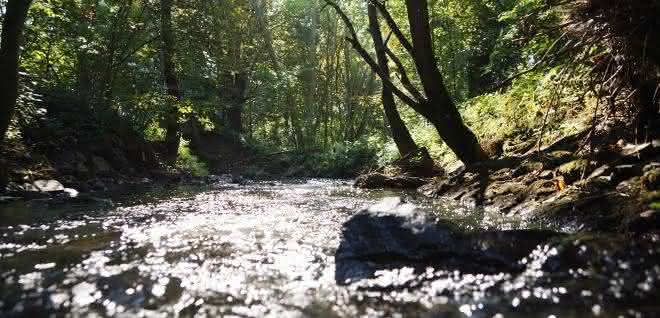 Der Erlenbach im Einzugsgebiet der Nidda. Der Erlenbach im Einzugsgebiet der Nidda.