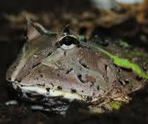 Die südamerikanischen Hornfrösche sind Lauerjäger, die halb eingegraben auf ihre Beute warten. Südamerikanischer Hornfrosch