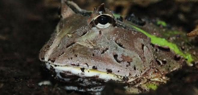 Die südamerikanischen Hornfrösche sind Lauerjäger, die halb eingegraben auf ihre Beute warten. Südamerikanischer Hornfrosch