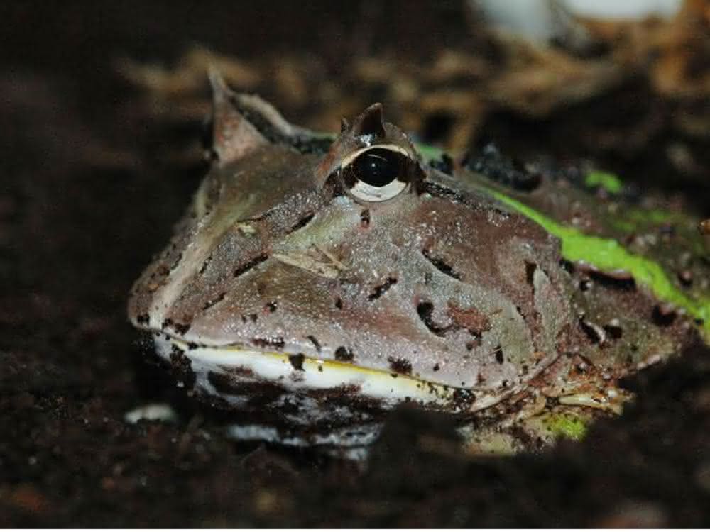 Südamerikanischer Hornfrosch