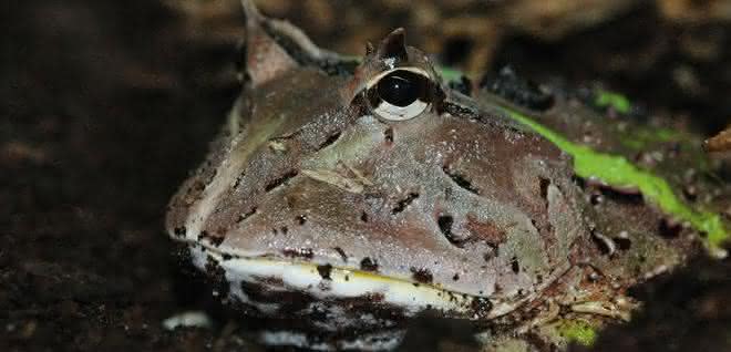 Die südamerikanischen Hornfrösche sind Lauerjäger, die halb eingegraben auf ihre Beute warten. Südamerikanischer Hornfrosch