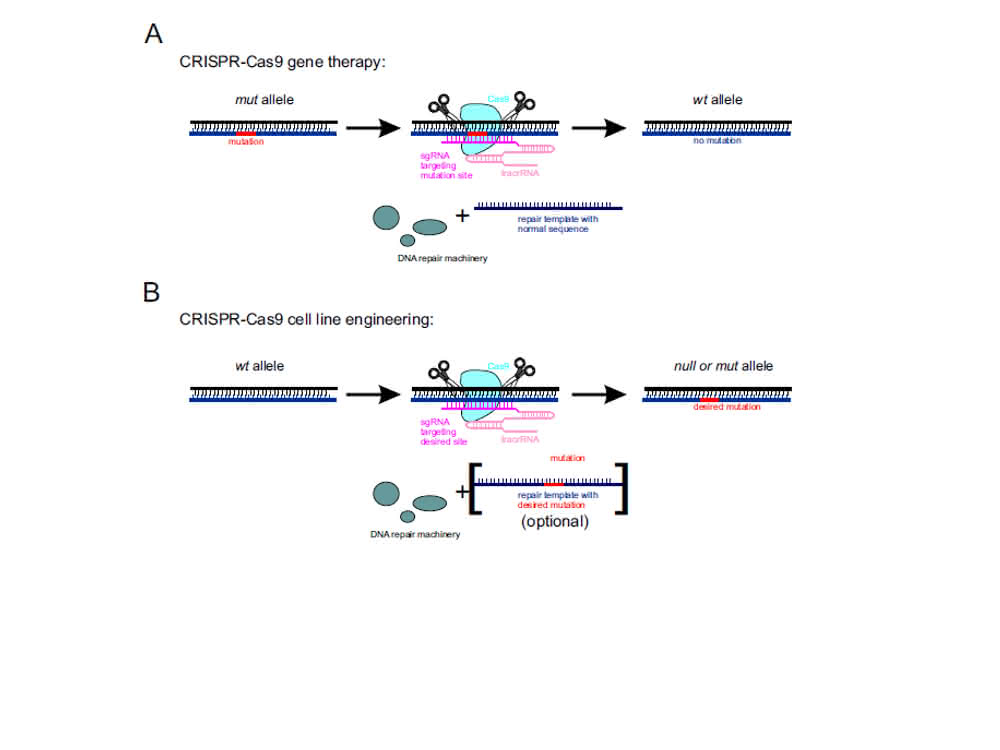 Bild 2. Verwendung des CRISPR-Cas9-Systems in A) Gentherapie und B) Zelllinien-Engineering.