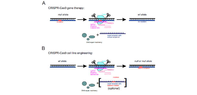 Bild 2. Verwendung des CRISPR-Cas9-Systems in A) Gentherapie und B) Zelllinien-Engineering.