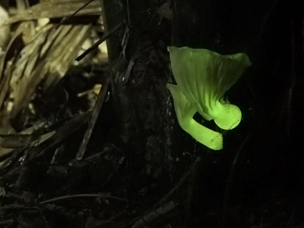 Der Pilz Neonothopanus nambi.