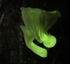 Der Pilz Neonothopanus nambi.