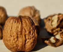 Walnuss: Nuss mit bioökonomischem Potenzial Walnuss: Nuss mit bioökonomischem Potenzial