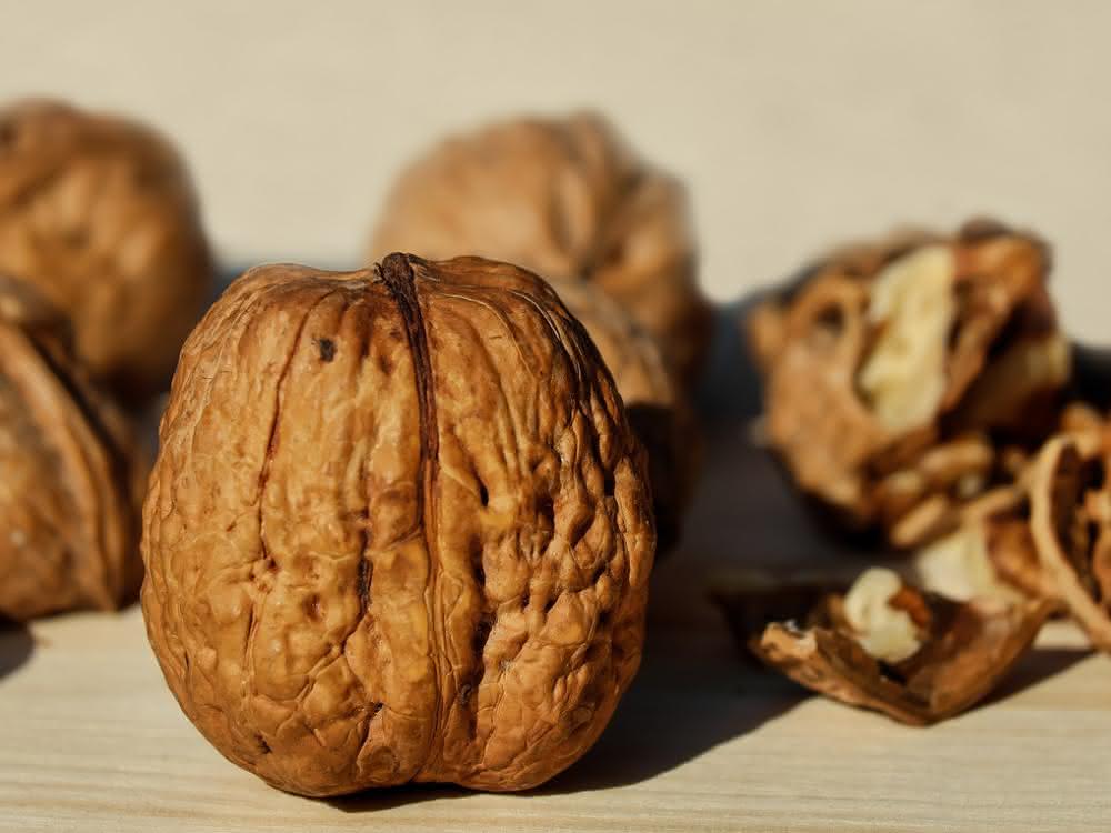 Walnuss: Nuss mit bioökonomischem Potenzial