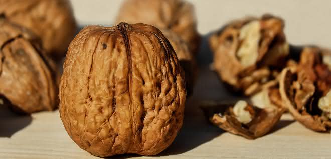 Walnuss: Nuss mit bioökonomischem Potenzial