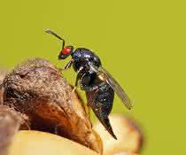 Erzwespe Ormyrus nitidulus Erzwespe Ormyrus nitidulus