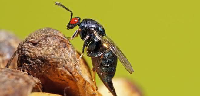 Erzwespe Ormyrus nitidulus Erzwespe Ormyrus nitidulus