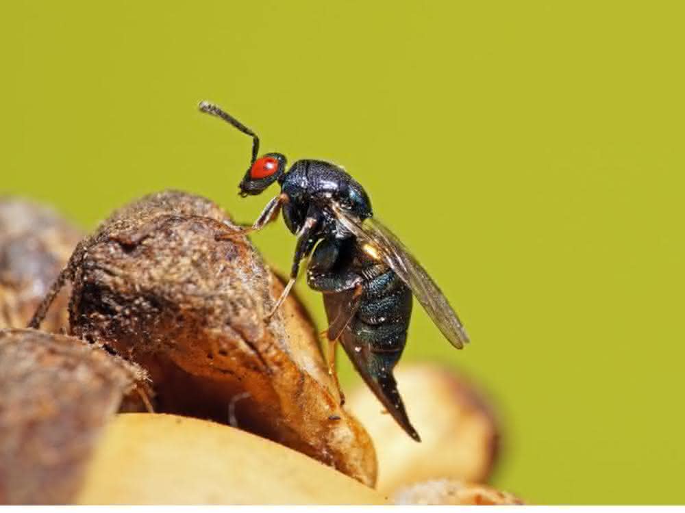 Erzwespe Ormyrus nitidulus