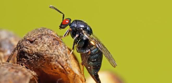 Erzwespe Ormyrus nitidulus