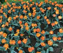 Woher wissen die Tulpen, wo oben und unten ist? Woher wissen die Tulpen, wo oben und unten ist?