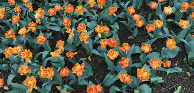 Woher wissen die Tulpen, wo oben und unten ist?