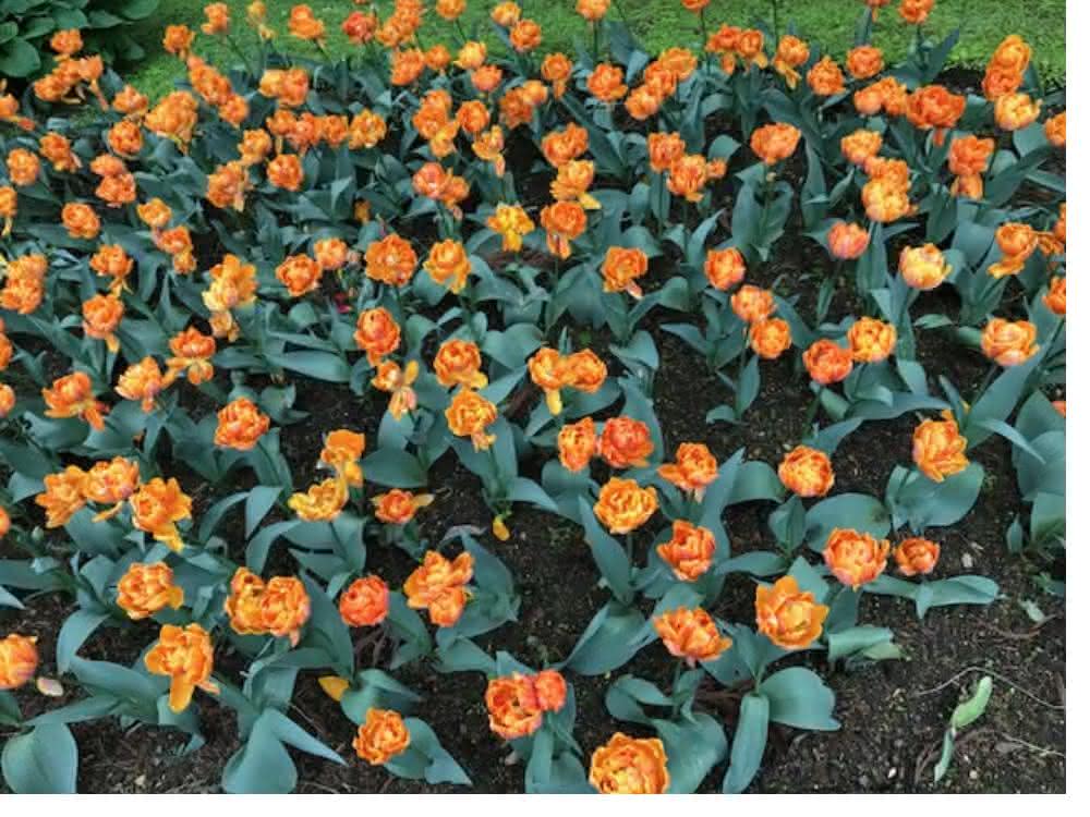 Woher wissen die Tulpen, wo oben und unten ist?