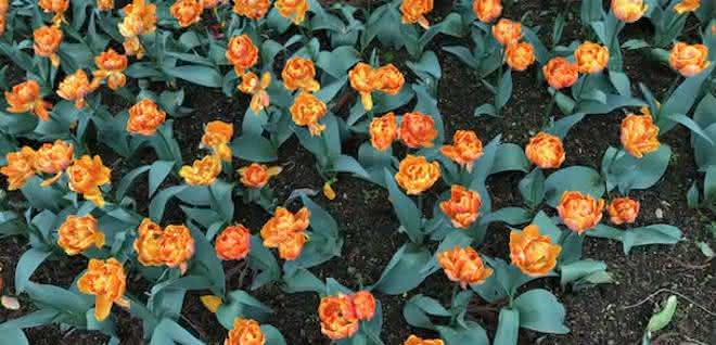 Woher wissen die Tulpen, wo oben und unten ist?