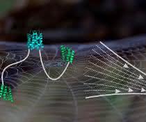 Schematische Abbildung eines Spidroins Schematische Abbildung eines Spidroins