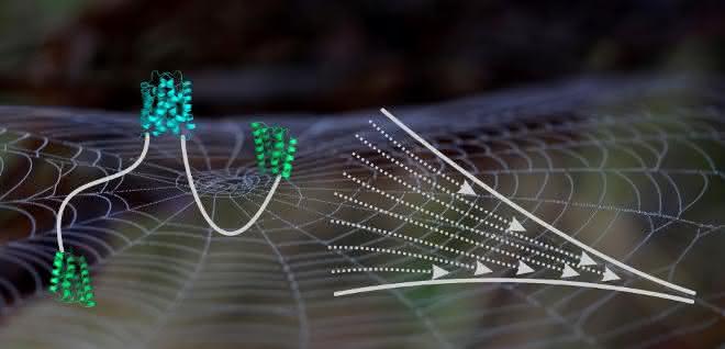 Schematische Abbildung eines Spidroins Schematische Abbildung eines Spidroins